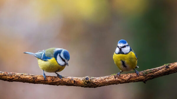 Wallpaper Background, Titmouse, Are, Birds, Blue, Tree, Blur, Two, Branch, Yellow, Standing