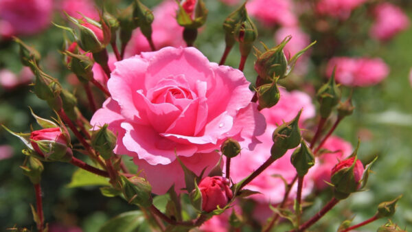 Wallpaper Pink, Buds, Rose, Background, Blur, Flowers