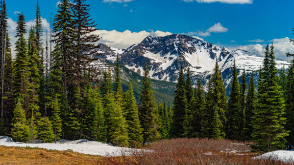 Wallpaper View, Blue, Mountain, Sky, Clouds, Greenery, Landscape, White, Under, Spruce, Snow, Covered, Trees