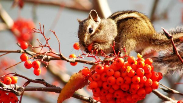 Wallpaper Fruits, Red, Squirrel, With, Plums