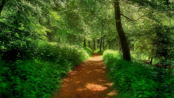 Wallpaper Plants, Background, Field, Bushes, Sand, Forest, Green, Path, With, Grass, Trees, Nature, Sunbeam, Between