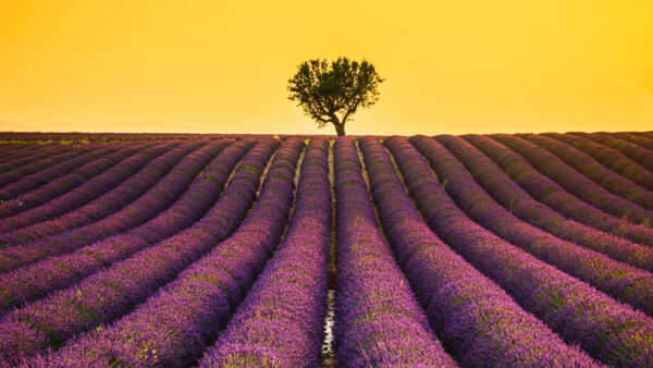 Wallpaper Mobile, Field, Beautiful, Desktop, Lavender, Tree, Sky, Yellow, Flowers, Background