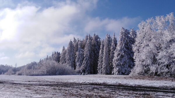 Wallpaper Trees, Clouds, Grass, Field, White, Forest, Blue, Sky, Under, Covered, Winter, Snow