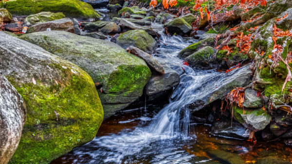 Wallpaper Stream, Algae, Dry, Leaves, Rocks, Stones, Nature, Covered, Water, Lake