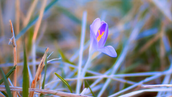 Wallpaper Flower, Petals, Purple, Flowers, Saffron