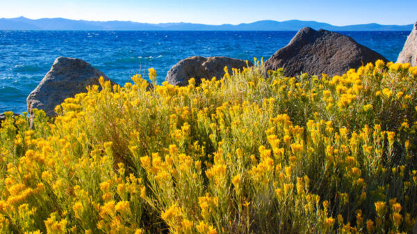 Wallpaper Yellow, Flowers, Mountains, Sagebrush, Under, Rock, Sky, Ocean, Blue