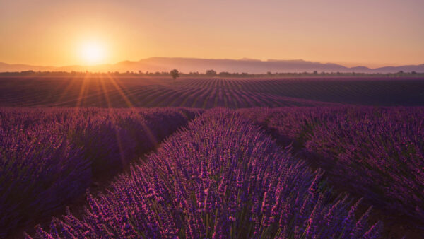 Wallpaper Lavender, Field, Mountain, Background, Sunrays, During, Flowers, Sunset