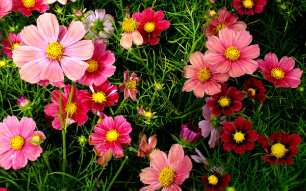 Wallpaper Pink, Cosmos, Flowers