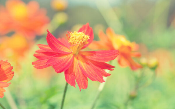 Wallpaper Flower, Cosmos, Autumn