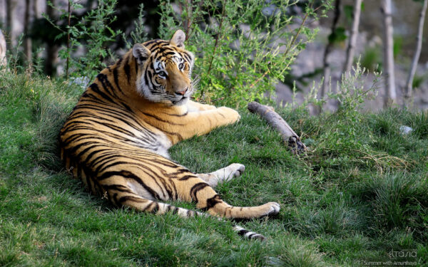Wallpaper Tiger, Female, Amurshaya