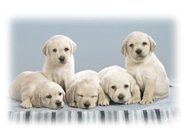 Wallpaper Cute, Puppies