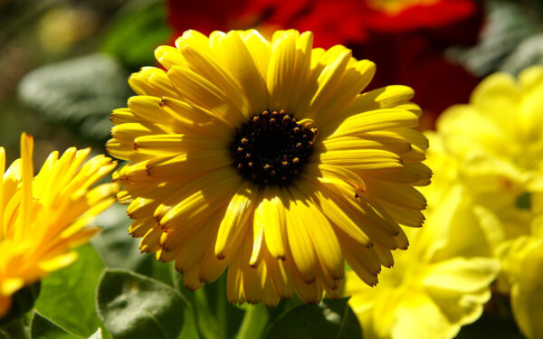 Wallpaper Calendula, Marigold, Yellow