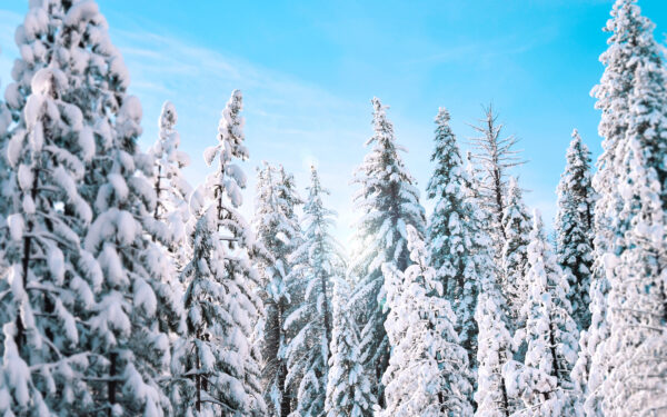 Wallpaper Pine, Winter, Sunny, Trees