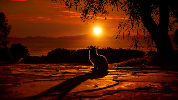 Wallpaper Sunset, Car
