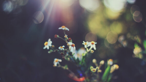 Wallpaper Blossom, Bokeh