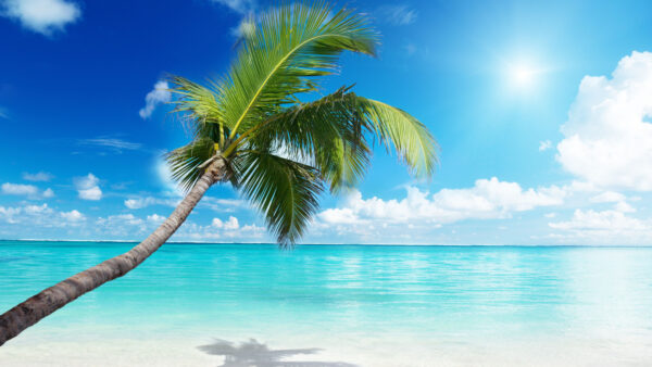 Wallpaper Calm, Mobile, Slanting, Reflection, Tree, Desktop, Palm, Beach, With, Water, Sand, Body