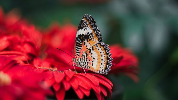 Wallpaper Phone, Butterfly, Blur, Mobile, Cool, Wings, Bright, Background, Pc, 4k, Desktop, Wallpaper, Flower, Images