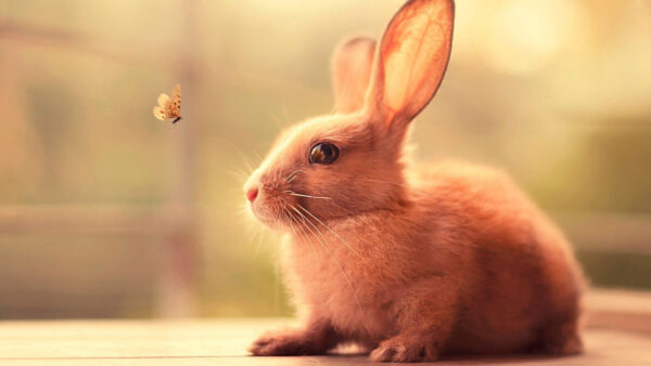 Wallpaper Desktop, Butterfly, Flying, Rabbit, Cute, Brown, Animals, Watching