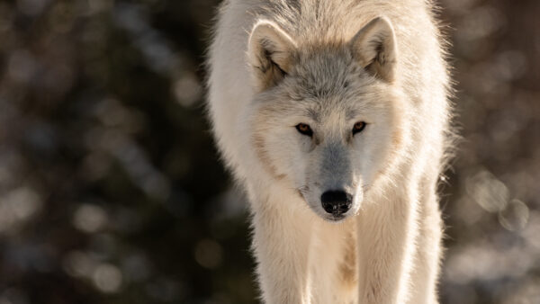 Wallpaper Desktop, Wallpaper, Solo, Background, 4k, Wolf, Free, Cool, Download, Pc, Animals, 5k, Images, Animal