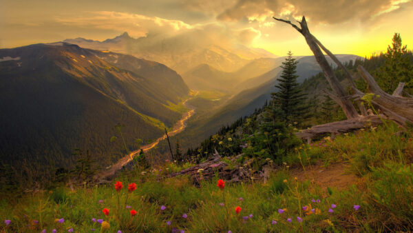 Wallpaper Plants, Mountain, And, Nature, Landscape, Desktop, With, Flowers