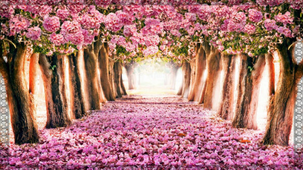 Wallpaper Spring, Flowers, Desktop, Pink, Blossom, Trees