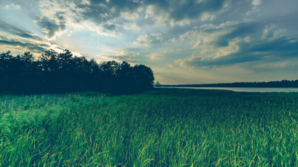 Wallpaper Grass, Forest, Cloudy, Green, Desktop, Field, Mobile, Evening, Under, Covered, Nature, Black, Trees, Sky, During, And, River, Between