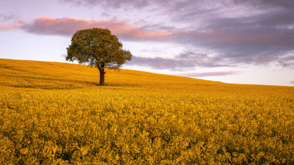 Wallpaper Sky, Mobile, Flowers, Cloudy, Tree, Field, Under, Desktop, Rapeseed, Black, Yellow, Nature