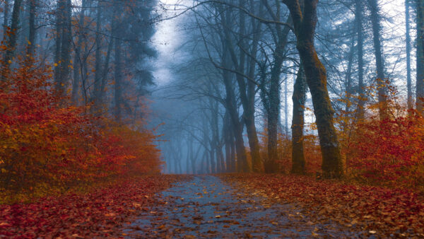 Wallpaper Road, Trees, Leaves, The, Between, Forest, Nature, With, Autumn