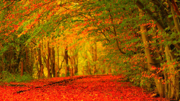 Wallpaper Trees, Nature, Colorful, Desktop, Road, Red, Between, Leaves, Covered, Forest