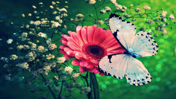Wallpaper Black, Desktop, Butterfly, Flower, And, White, Beautiful, Standing