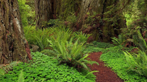 Wallpaper Plants, Covered, Trees, Green, Nature, And, Forest