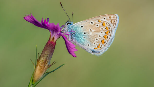 Wallpaper Desktop, Background, Butterfly, And, Color, Standing, Animals, Purple, Shallow, With, Blue, Flower, Yellow, Brown