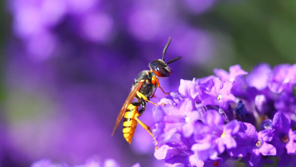 Wallpaper Insect, Background, Violet, Wasp, Blur, Flowers