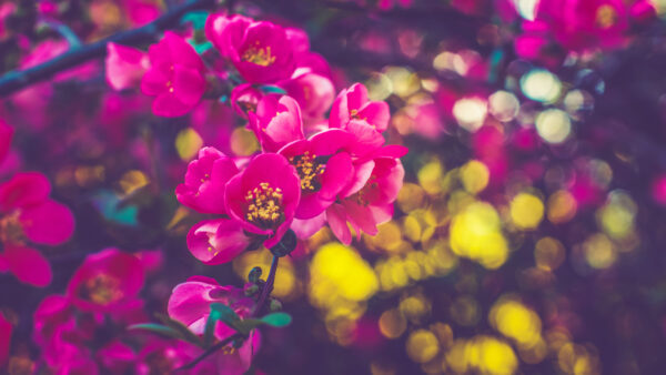 Wallpaper Spring, Branches, Desktop, Mobile, Flowers, Dark, Tree, Pink