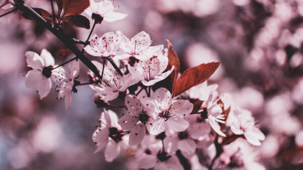 Wallpaper Background, Pink, Flowers, Blur, Beautiful, Spring