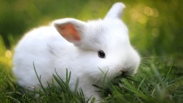 Wallpaper Blur, Grass, Desktop, Background, Cute, Animals, Green, White, Lying, Bunny