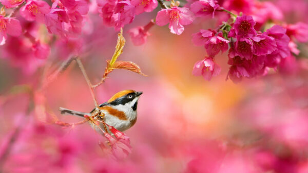 Wallpaper Standing, White, Blur, Blossom, Black, Background, Yellow, Flower, Birds, Bird, Pink
