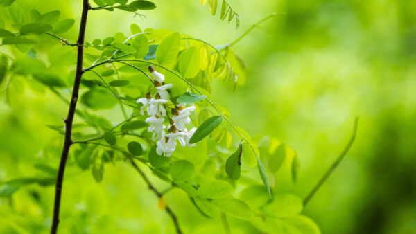 Wallpaper Leaves, White, Green, Blur, Nature, Plant, Branch, Flowers, Background