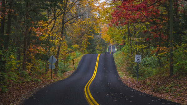 Wallpaper Trees, Road, Forest, Down, Colorful, Between, Daytime, During, Autumn, And, Leaves, Desktop, Black, Mobile