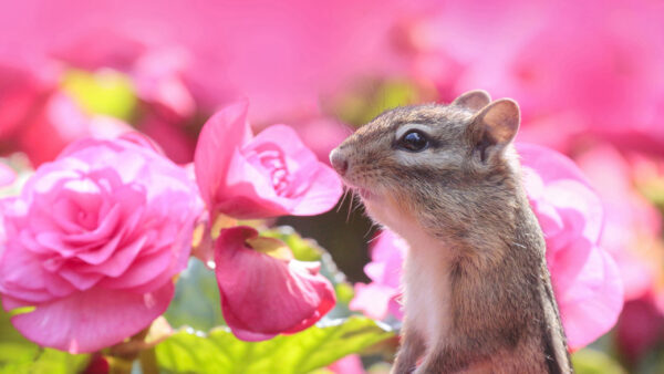 Wallpaper Squirrel, Animals, Around, Flowers, Pink, Chipmunk