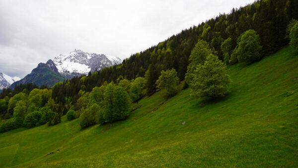 Wallpaper Under, Covered, Sky, Scenery, Mountains, Slope, Mobile, Nature, Snow, Desktop, White, Trees