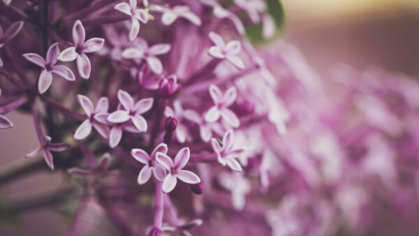 Wallpaper Lilac, Purple, Light, Background, Mobile, Flowers, Desktop, Blur