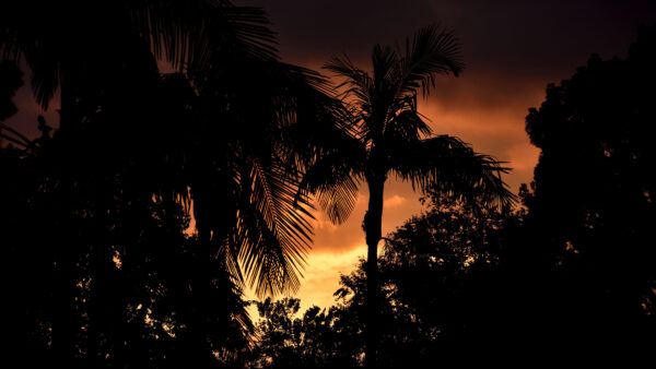 Wallpaper Dark, Nature, Palms, Desktop, Trees, Background, Red, Sky, Silhouettes, Clouds, Mobile