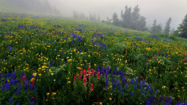 Wallpaper And, Pink, Lupine, Yellow, Blue, Green, Trees, Desktop, With, Flowers, Field, Mobile, Fog
