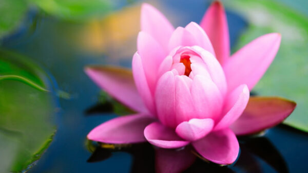 Wallpaper Beautiful, Flower, Water, Closeup, Desktop, Pink, View, Lotus