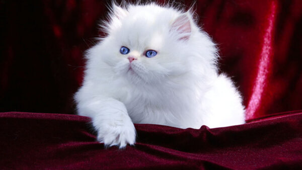 Wallpaper Kitten, White, Eyes, Blue, Cloth, Sitting, Persian, Cat, Velvet, Maroon