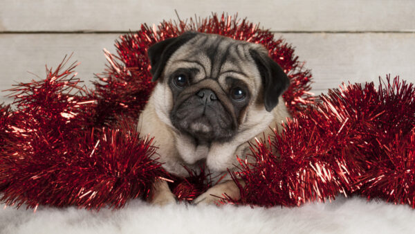 Wallpaper Pet, Desktop, Baby, Animals, Puppy, Decoration, With, Christmas