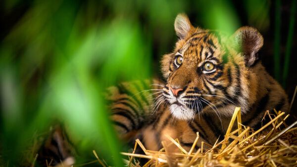Wallpaper With, Background, Look, Tiger, Green, Stare