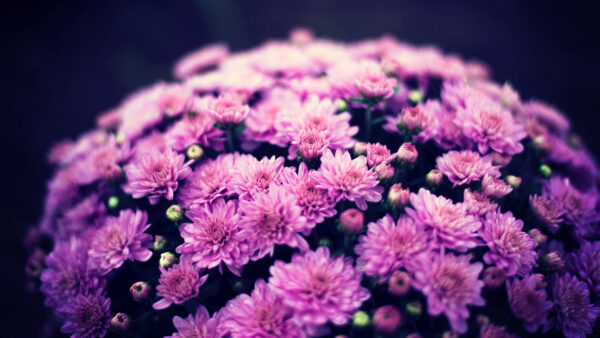 Wallpaper Flowers, Bouquet, Chrysanthemums