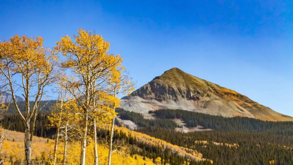 Wallpaper Nature, Mountain, Yellow, Desktop, Under, Flowers, Field, And, Blue, Peak, Trees, Greenery, Sky, Green, Forest, Covered